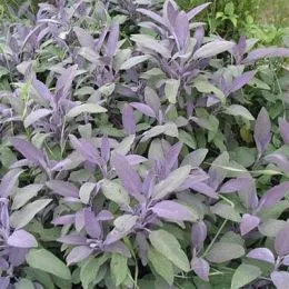 Сальвия Purpurascens фото
