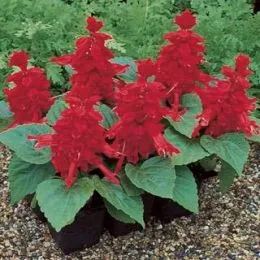 Сальвия Salsa Scarlet фото
