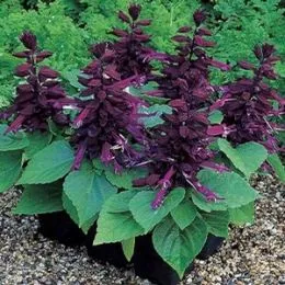 Сальвия Salsa Purple фото