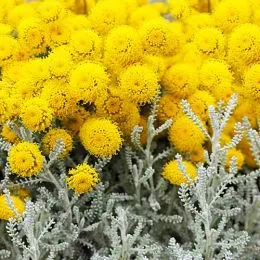 Сантолина Сhamaecyparissus фото