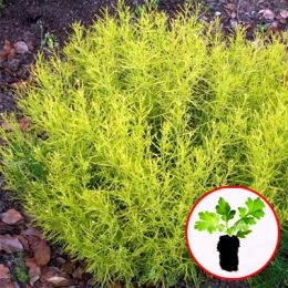Сантолина Lemon Fizz фото
