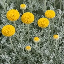 Сантолина Сhamaecyparissus фото