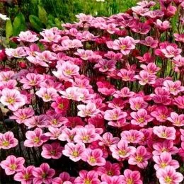Камнеломка Pink Blossom фото