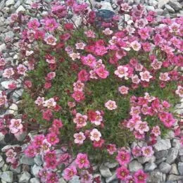 Камнеломка Highlander Rose Shades фото