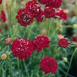 Скабиоза Deep Red фото