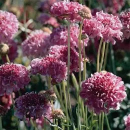 Скабиоза Salmon Pink фото