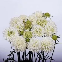 Скабиоза Snowmaiden фото