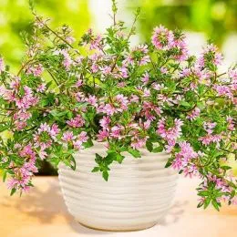 Сцевола Pink фото
