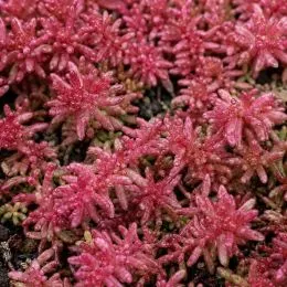 Седум Coral Carpet фото