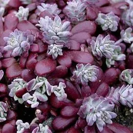 Седум Purpureum фото
