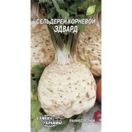 Сельдерей корневой Эдвард фото