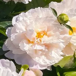 Пион Serene Pastel фото