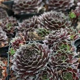 Каменная роза Setilum фото