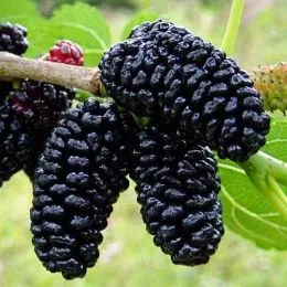 Шелковица (сеянец) фото
