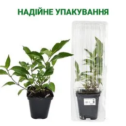 Буддлея Sugar Plum фото