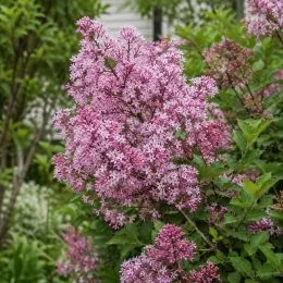 Сирень Pink Parfum фото