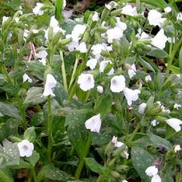 Пульмонария Sissinghurst White фото