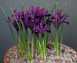 Ирис reticulata Purple Gem фото