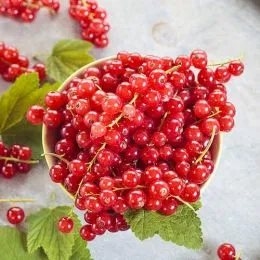 Смородина Августус фото
