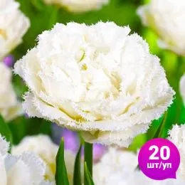 Тюльпан Snow Crystal 20 шт/уп фото