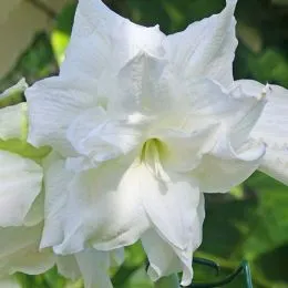 Амариллис Snow White фото