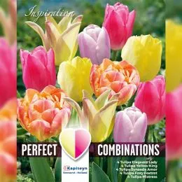 Комбо Тюльпаны Soft Tones (Брендовые луковицы KAPITEYN®) фото