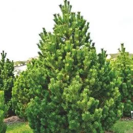 Сосна Mugo Uncinata фото