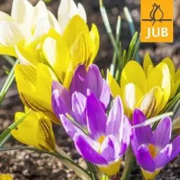 Крокус Species Mix (Брендовые луковицы Jub Holland) фото