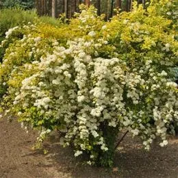 Спирея Gold Fountain фото