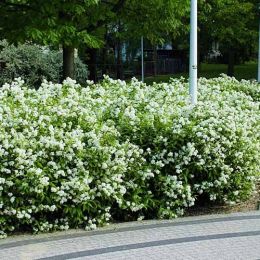 Спирея японская Albiflora фото