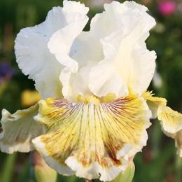 Ирис Spring Madnes фото