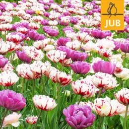Микс ландшафтный Spring Peonies (Брендовые луковицы Jub Holland) фото