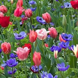 Микс ландшафтный Spring Spectacle фото