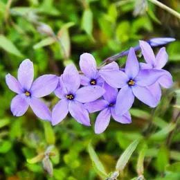 Флокс Stolonifera Purpurea Purple фото