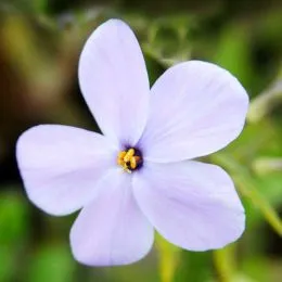 Флокс Stolonifera Blue Ridge фото