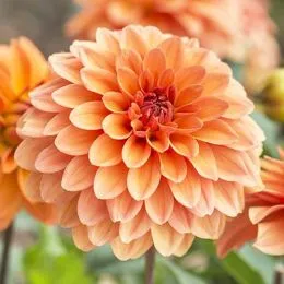 Георгина Summer Flame фото