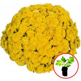 Хризантема Sunbeam Golden фото