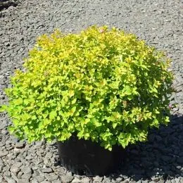 Спирея Sundrop фото