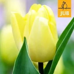 Тюльпан Sunny Prince (Брендовые луковицы Jub Holland) фото
