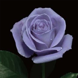 Роза Suntory Blue Rose Applause фото
