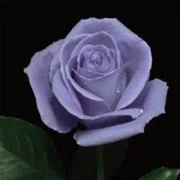 Роза Suntory Blue Rose Applause фото