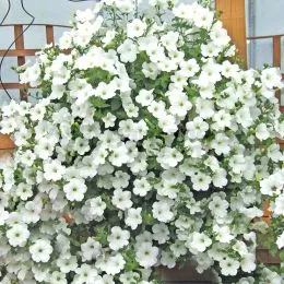 Сурфиния White фото