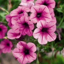 Сурфиния Trailing Pink Vein  фото