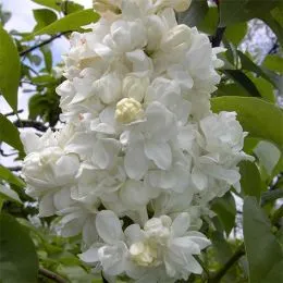 Сирень Monique Lemoine фото