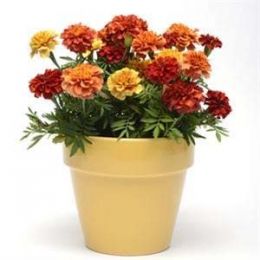 Бархатцы Strawberry Blonde фото