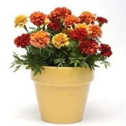 Бархатцы Strawberry Blonde фото