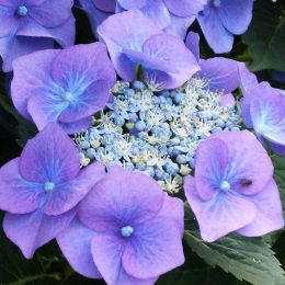 Гортензия Teller Blue фото