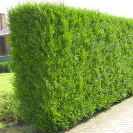 Туя Atrovirens фото