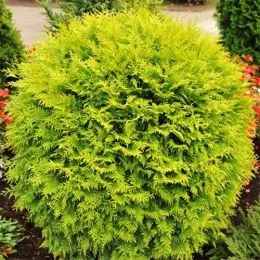 Туя Danica Aurea фото