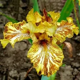 Ирис Tiger Honey фото